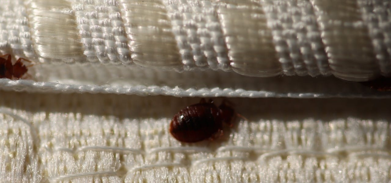 Hendersonville Bed Bugs